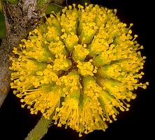 fruit