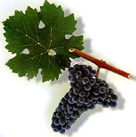 Grappe