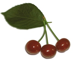 fruit
