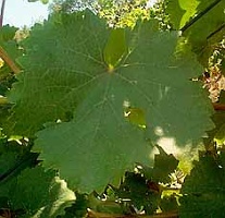 Grappe