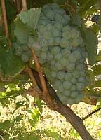 Grappe