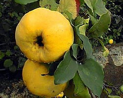 fruit