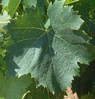 Grappe