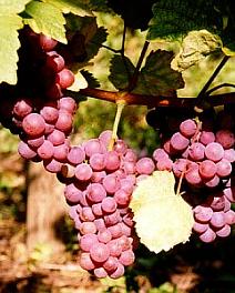 Grappe