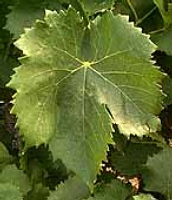 Grappe