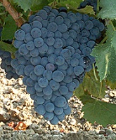 Grappe