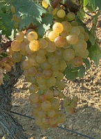 Grappe