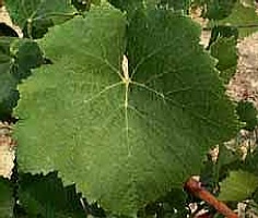 Grappe