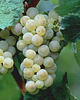 Grappe