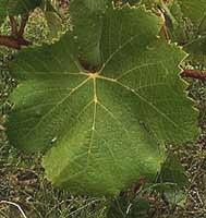 Grappe