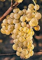 Grappe