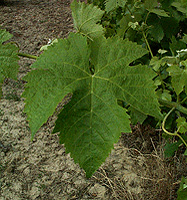 Grappe