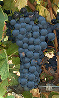 Grappe