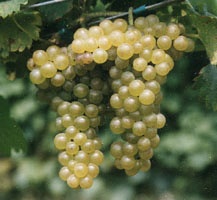 Grappe